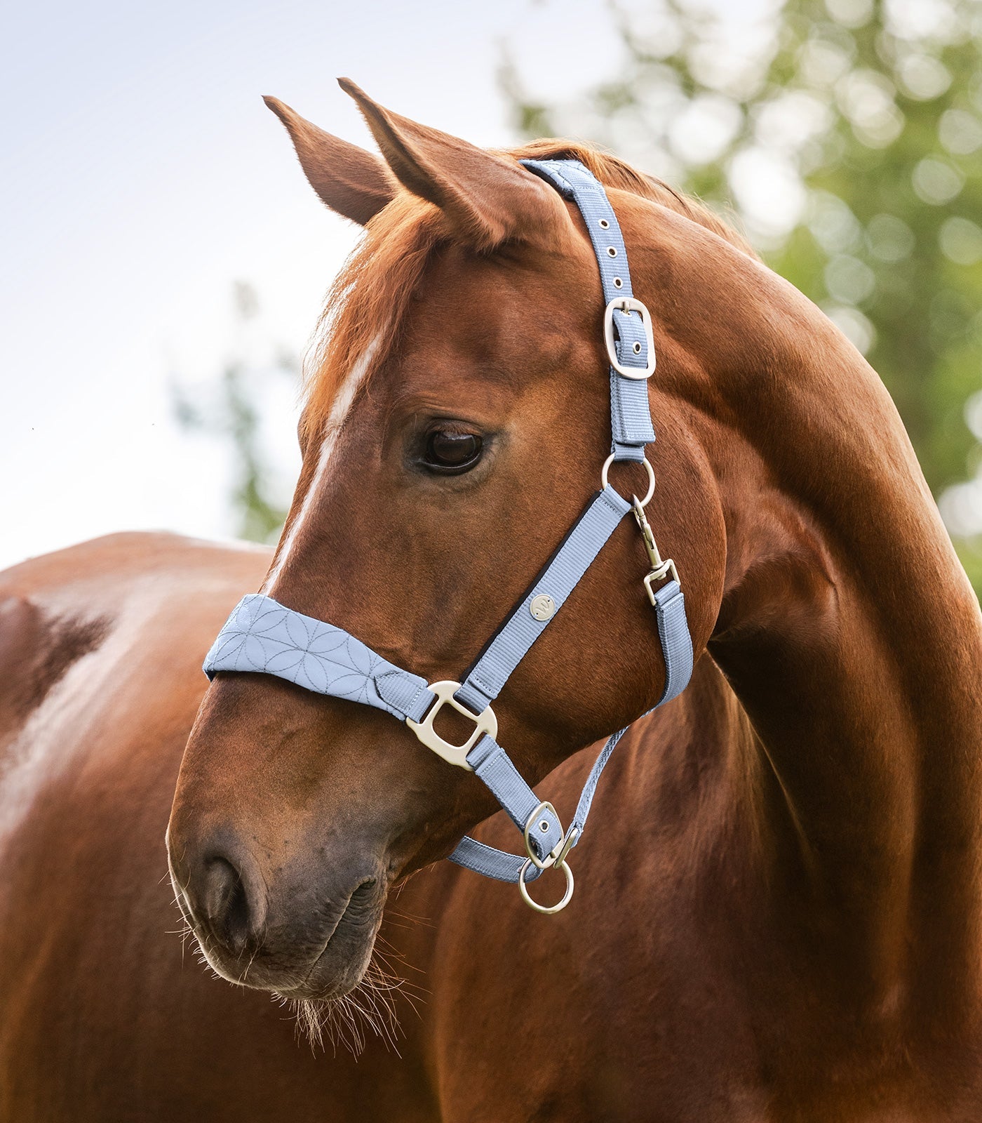 Waldhausen Halter Rom, pastelfarvet blå, Cob 2