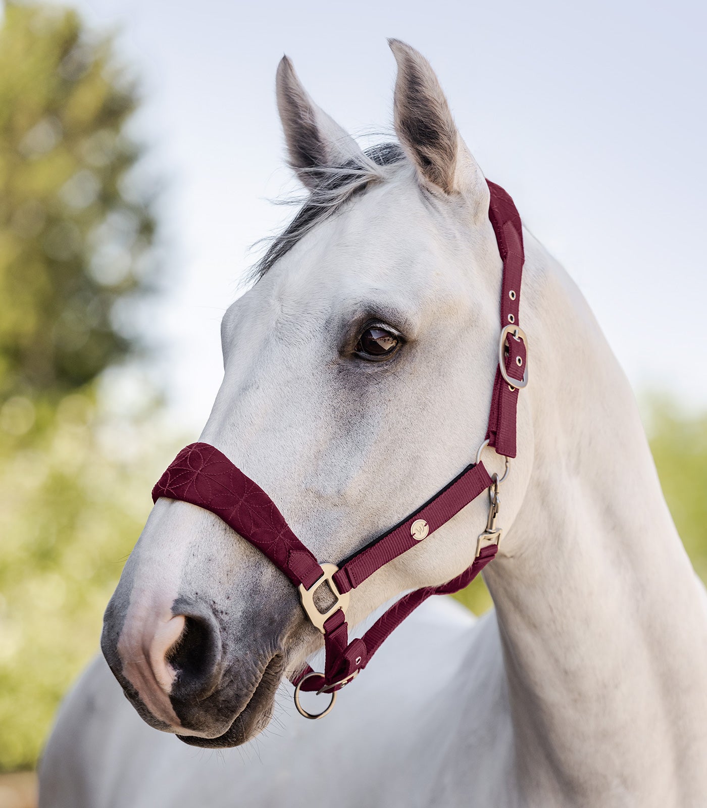 Waldhausen Halter Rom, fløjl rød, Cob 2