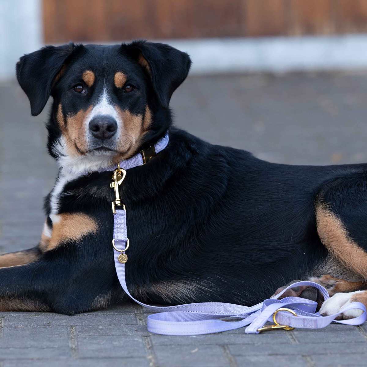 HKM Ida hundehalsbånd 7