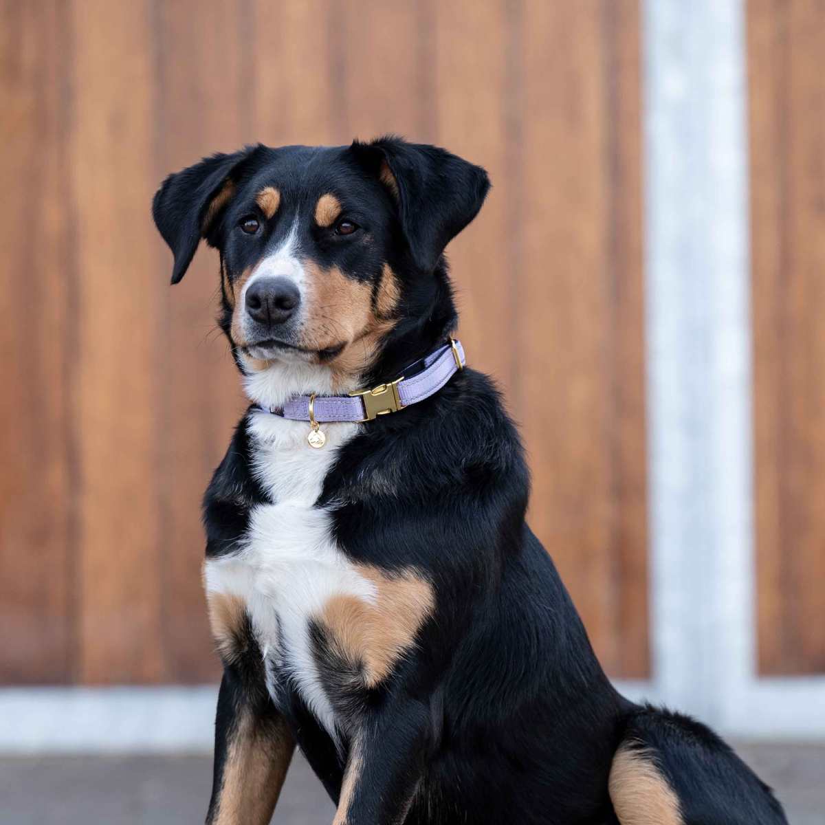 HKM Ida hundehalsbånd 6