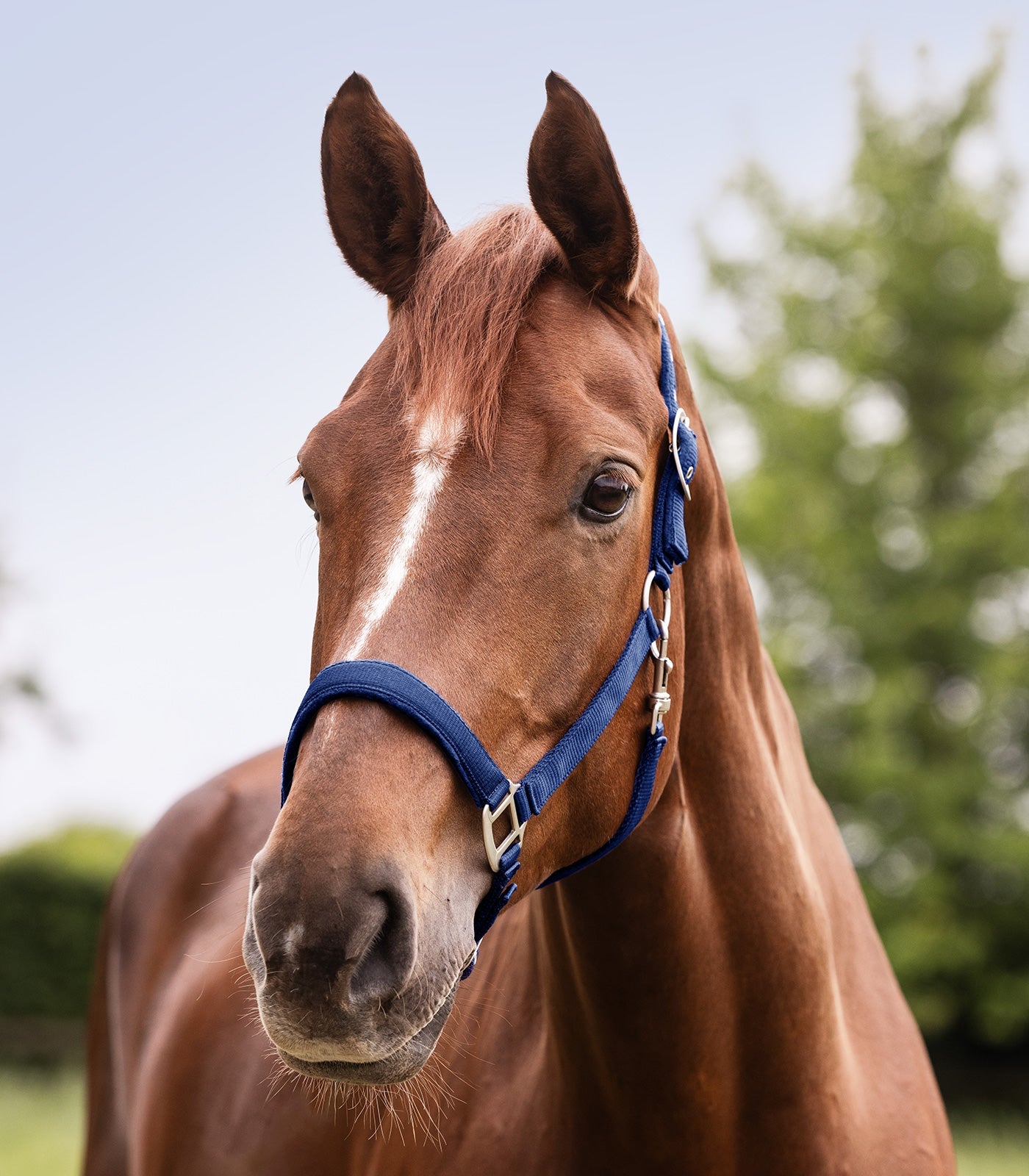 Waldhausen Halter Satin - Saphire Blue 8