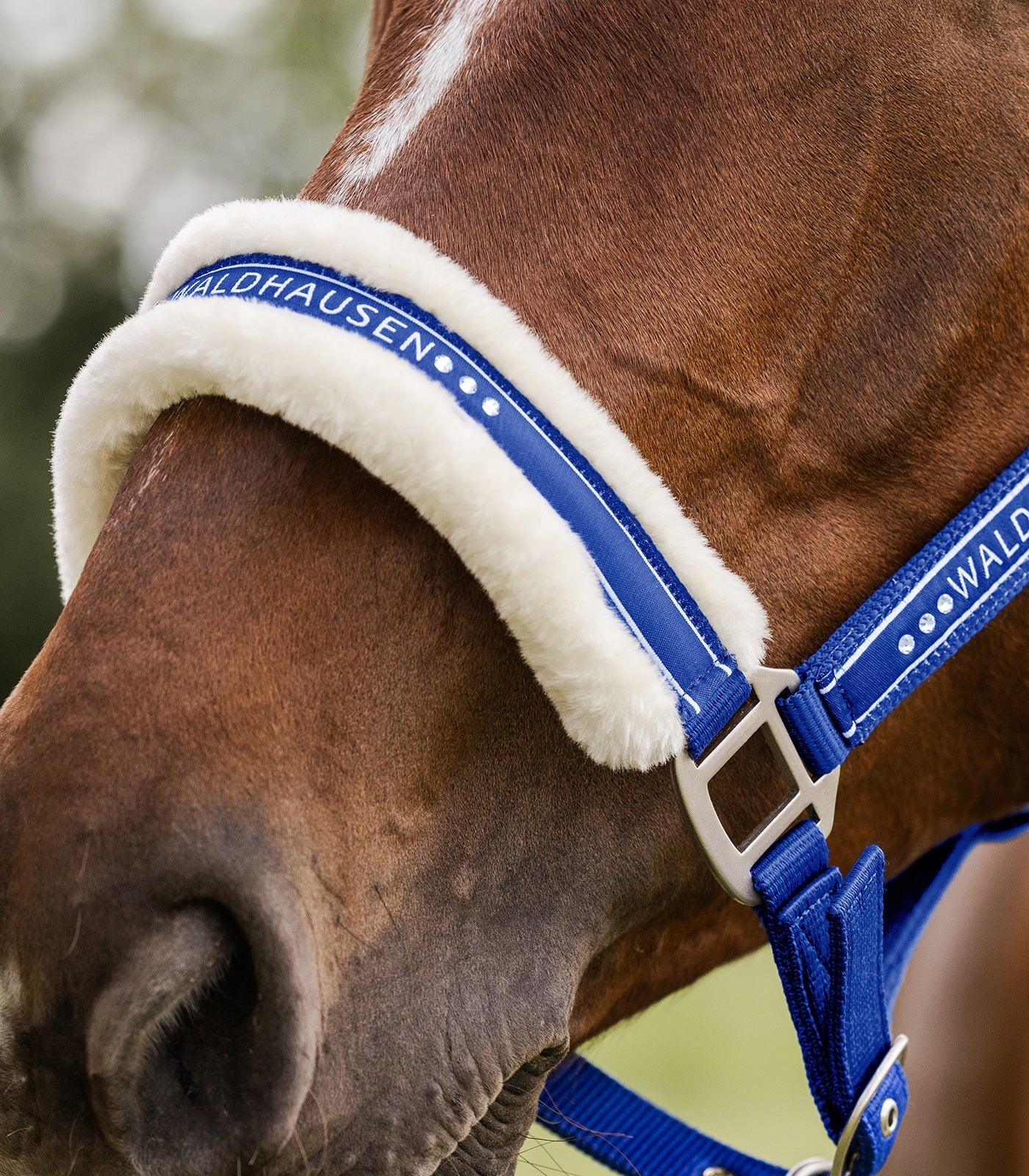 Waldhausen Elegant halter - Saphire Blue 9