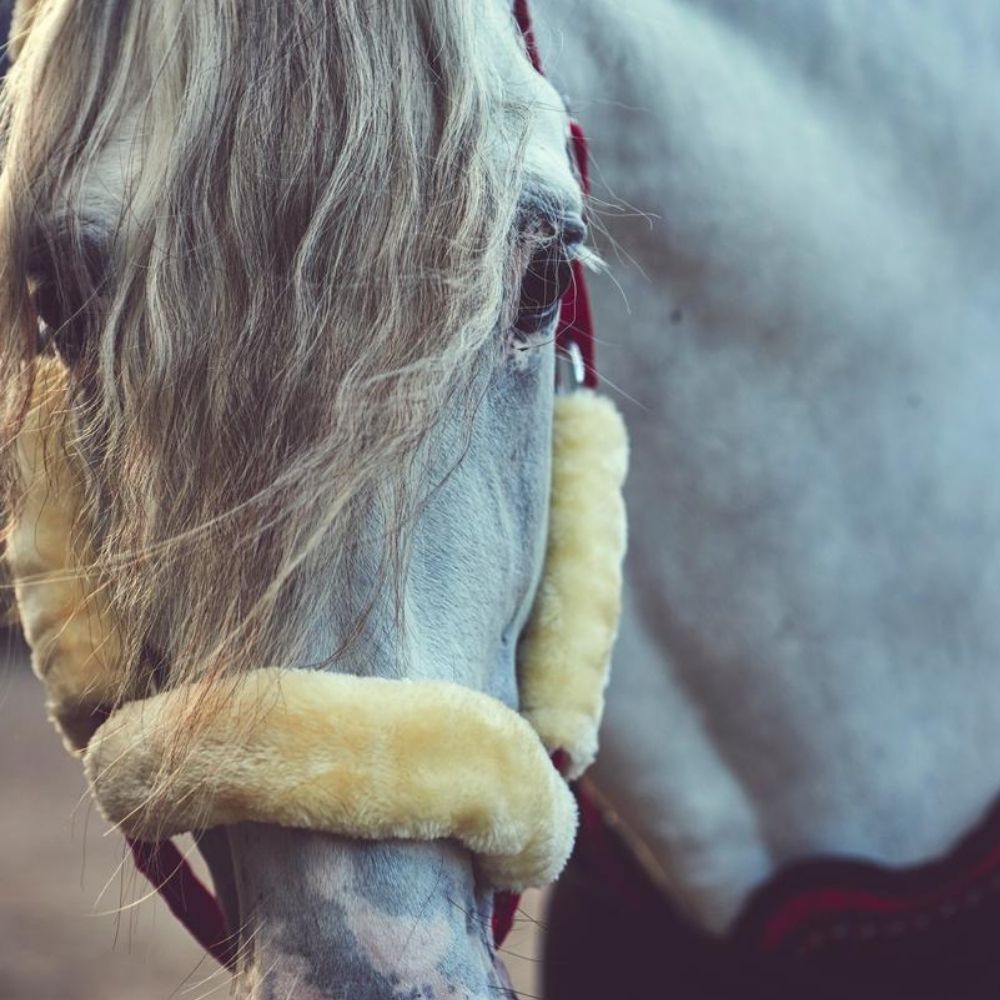 HorseGuard grime med plys 3