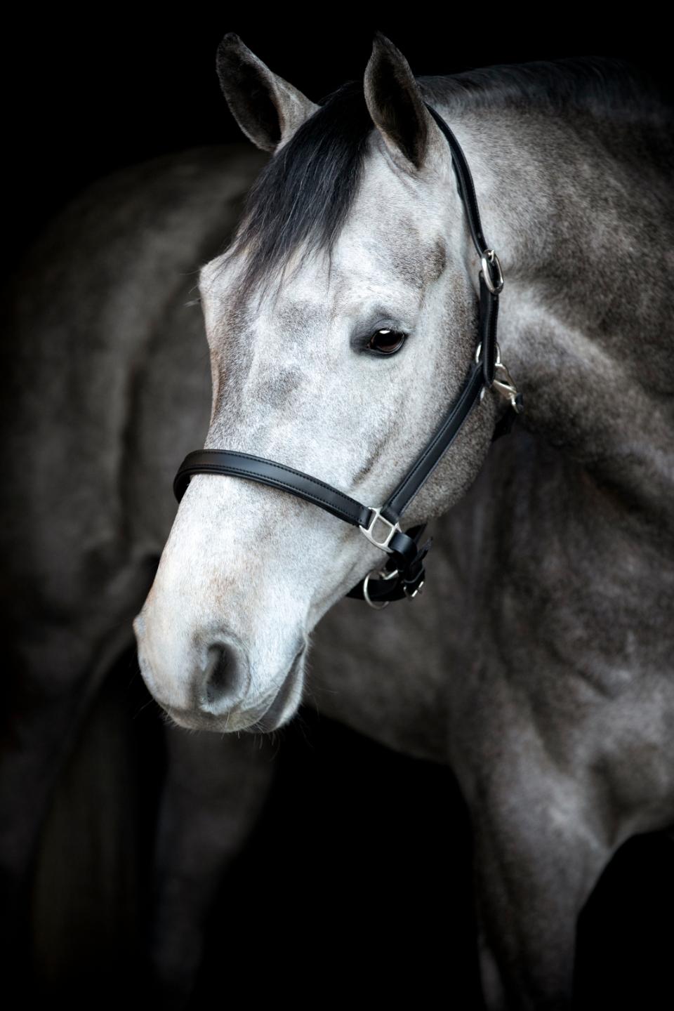 HorseGuard Sabine lædergrime - Sort