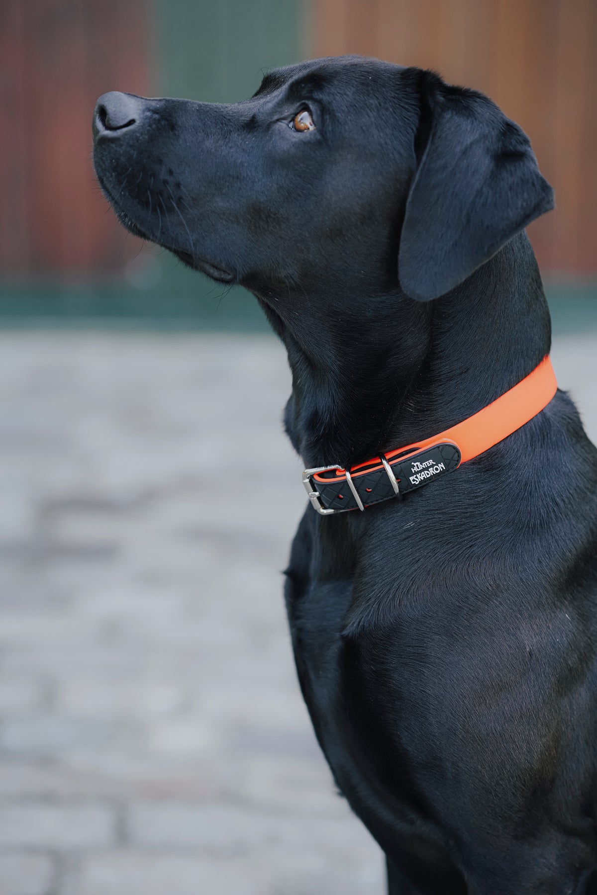 Eskadron Spark Hundehalsbånd
