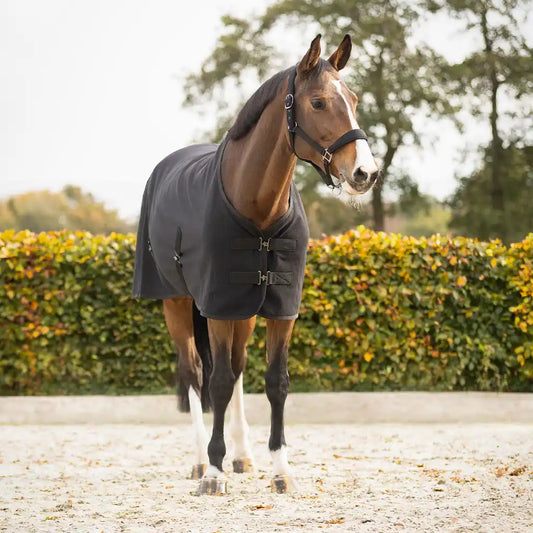 QHP Show rug Avenna