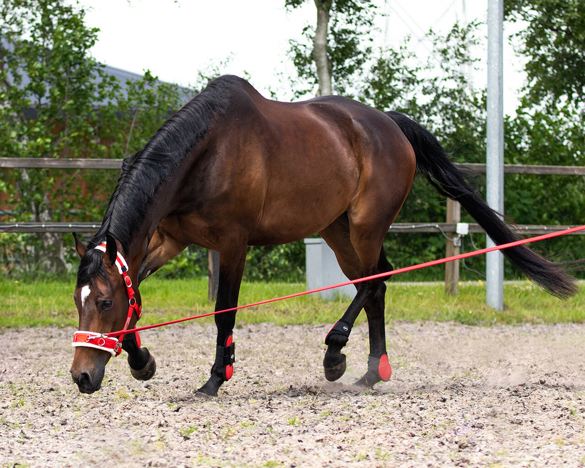 QHP Longetov i taske