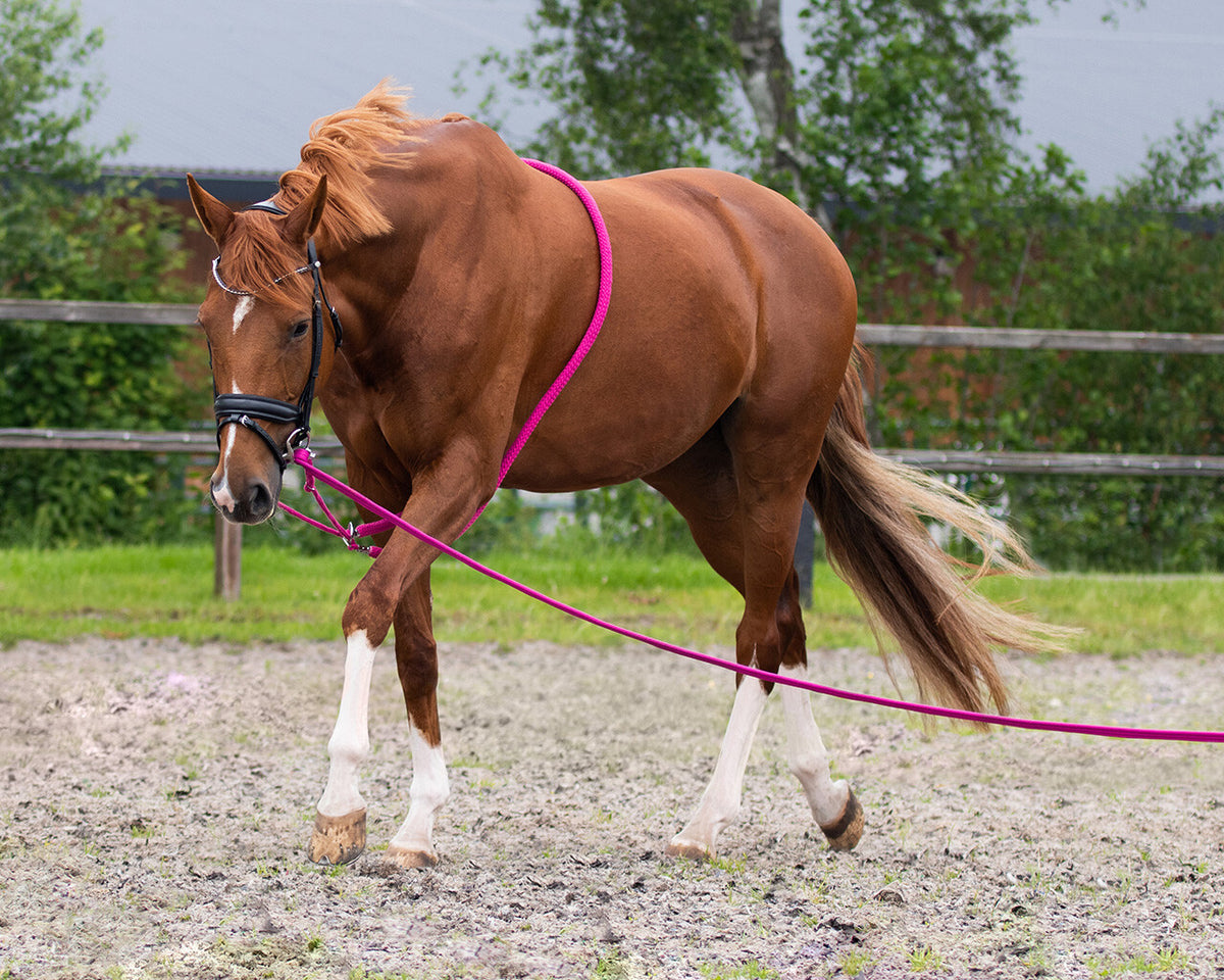 QHP Longetov i taske