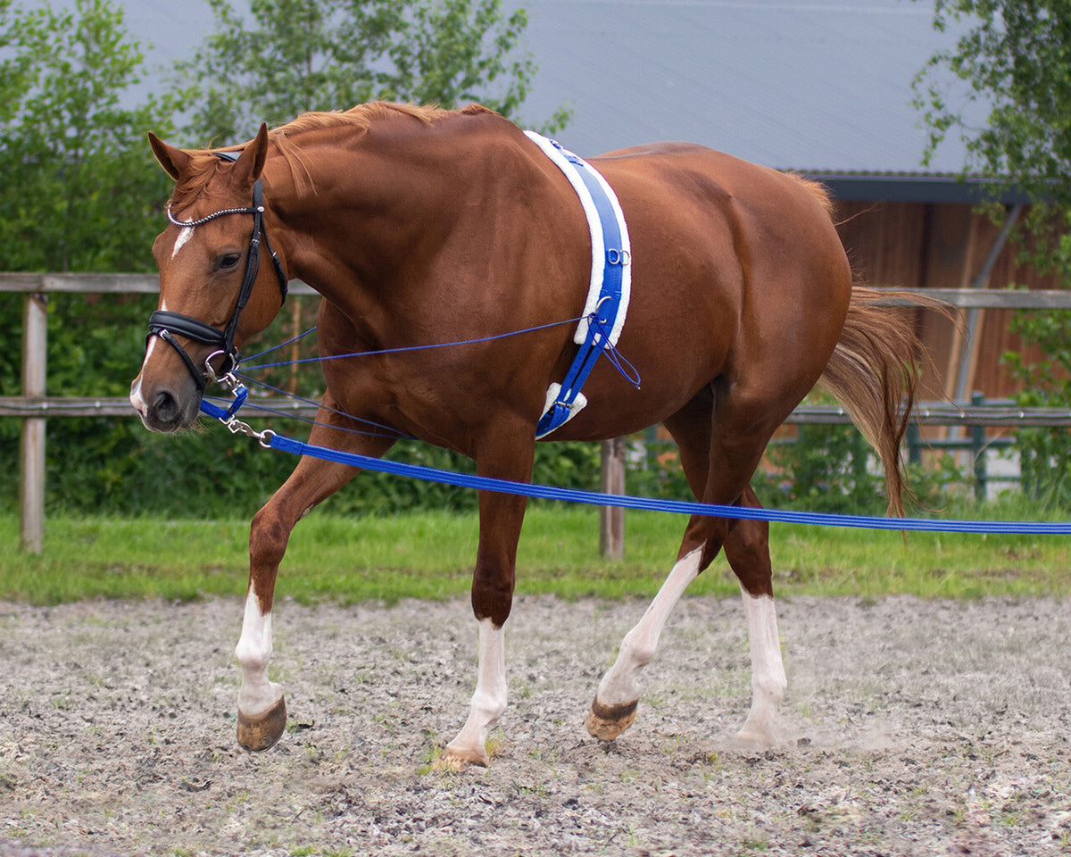 QHP Longetov i taske
