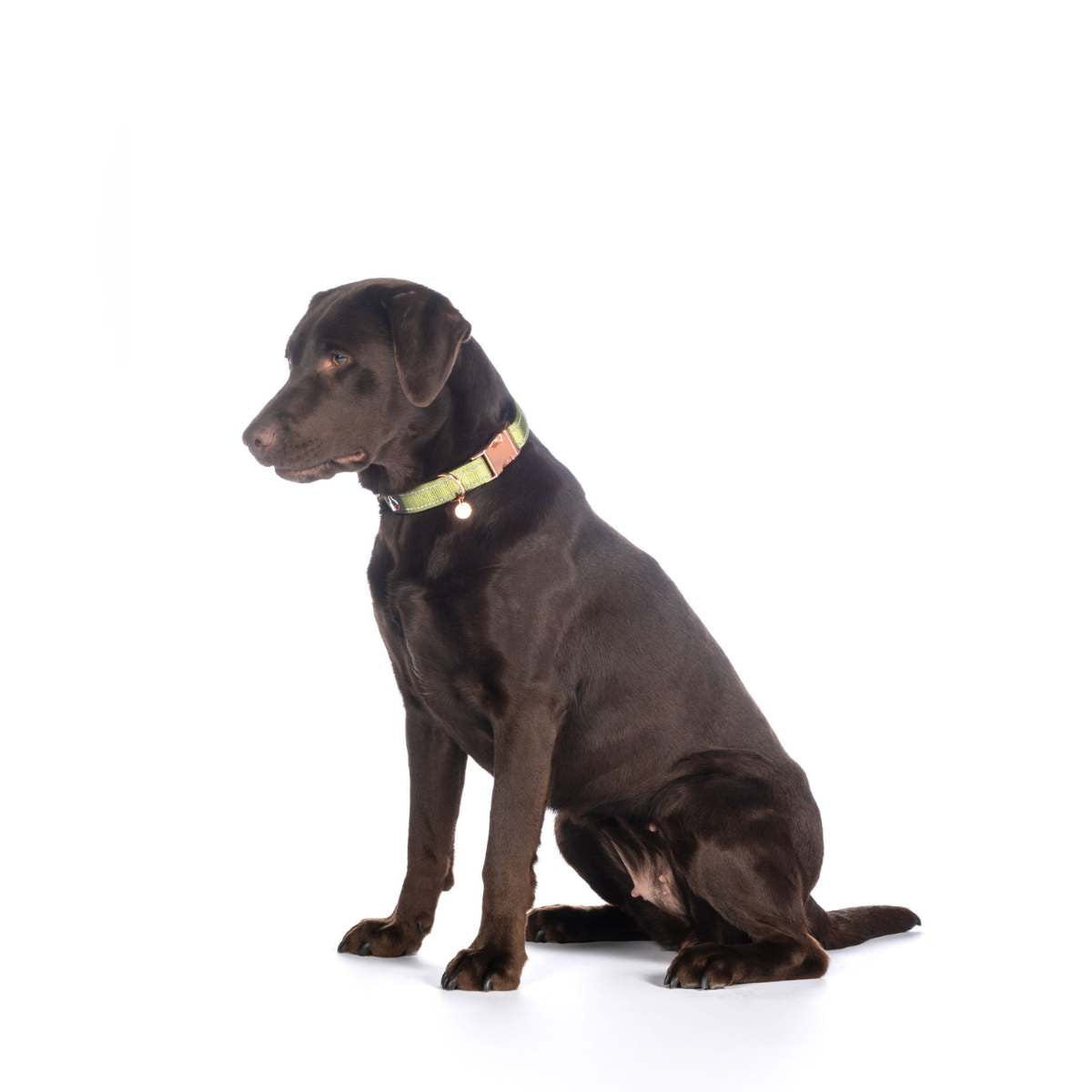 HKM Ida hundehalsbånd 11