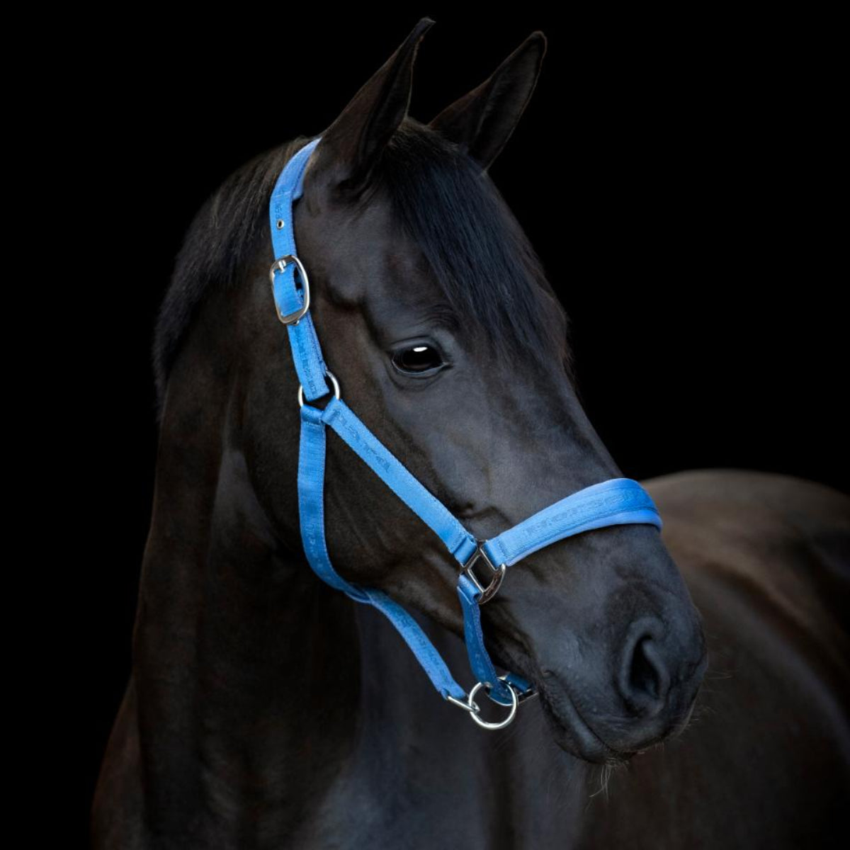 HorseGuard Diya grime - Coronet Blue