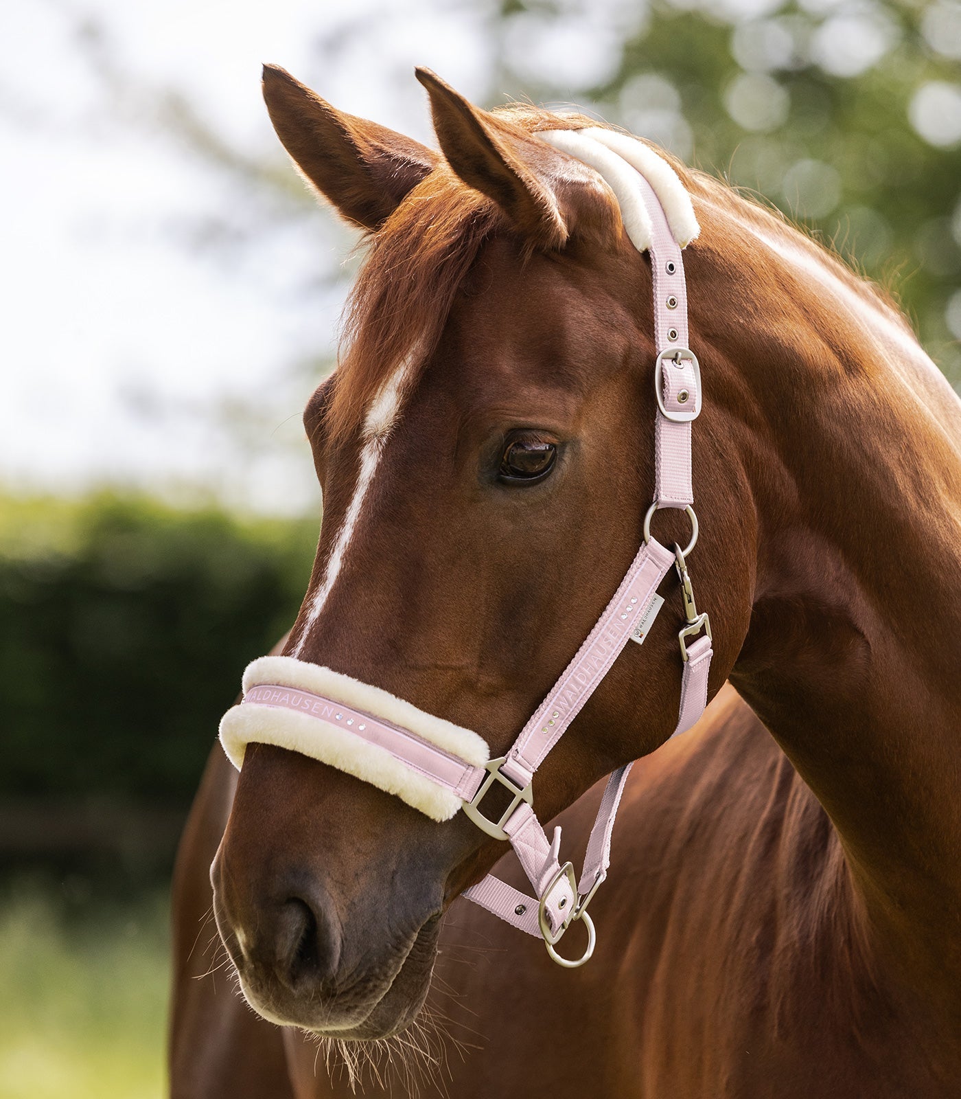 Waldhausen Elegant halter - Pulverrose 6