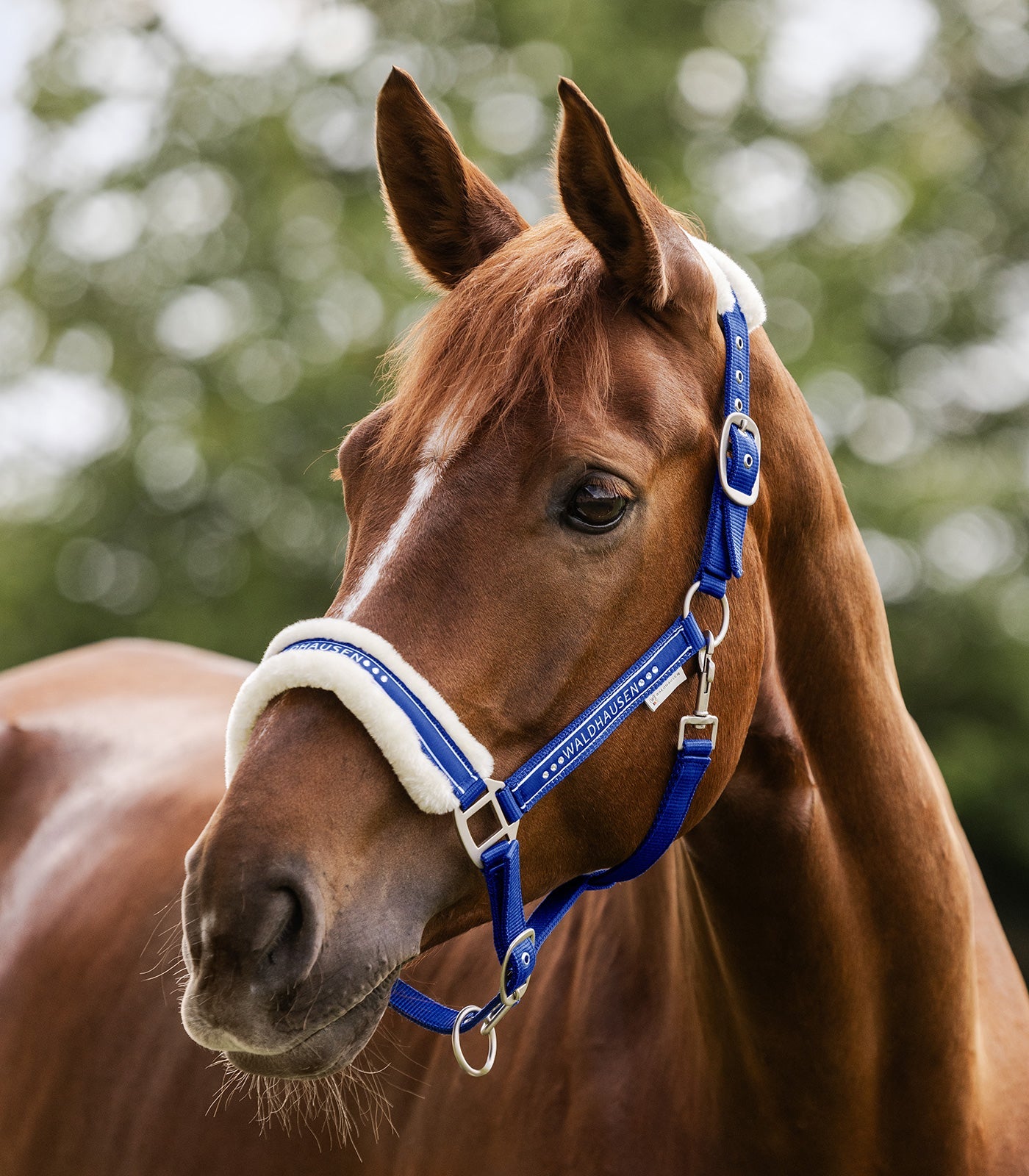 Waldhausen Elegant halter - Saphire Blue 8