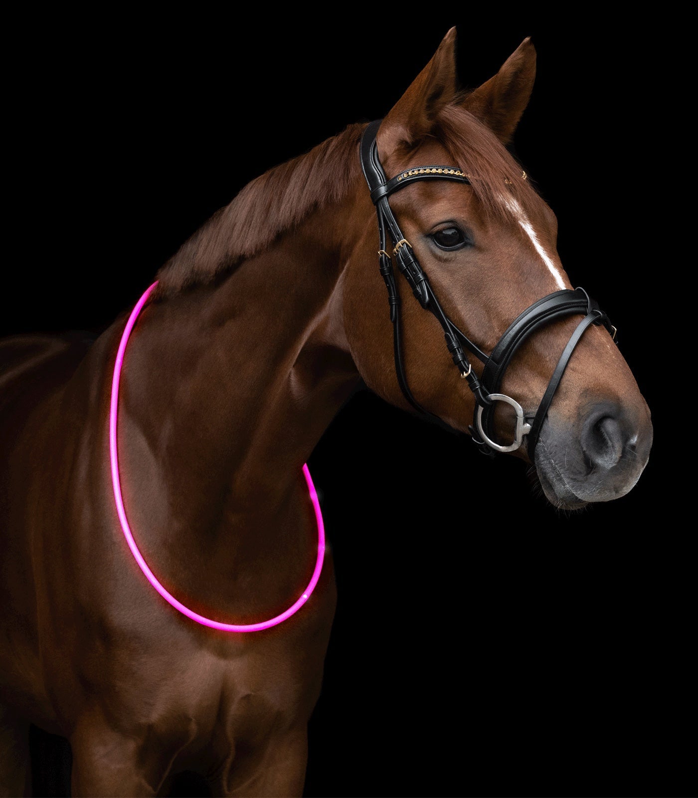 Waldhausen Led lys krave til heste, pink, 150 cm 3