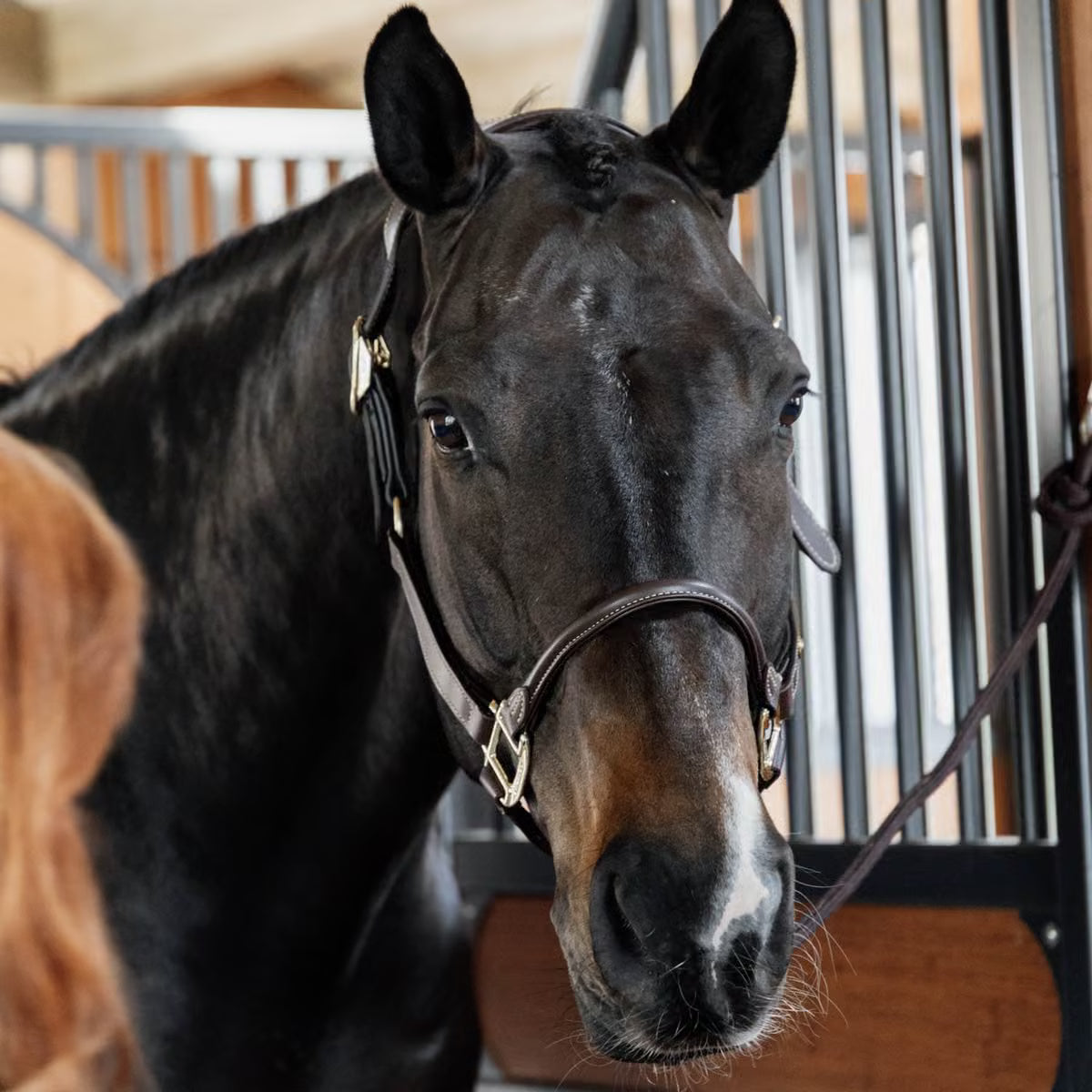 Kentucky Anatomic Leather Halter