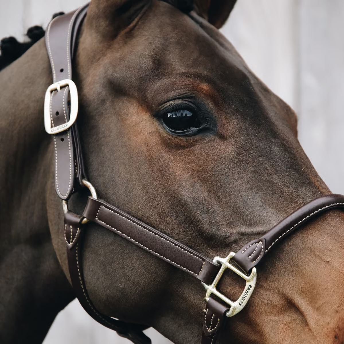 Kentucky Anatomic Leather Halter