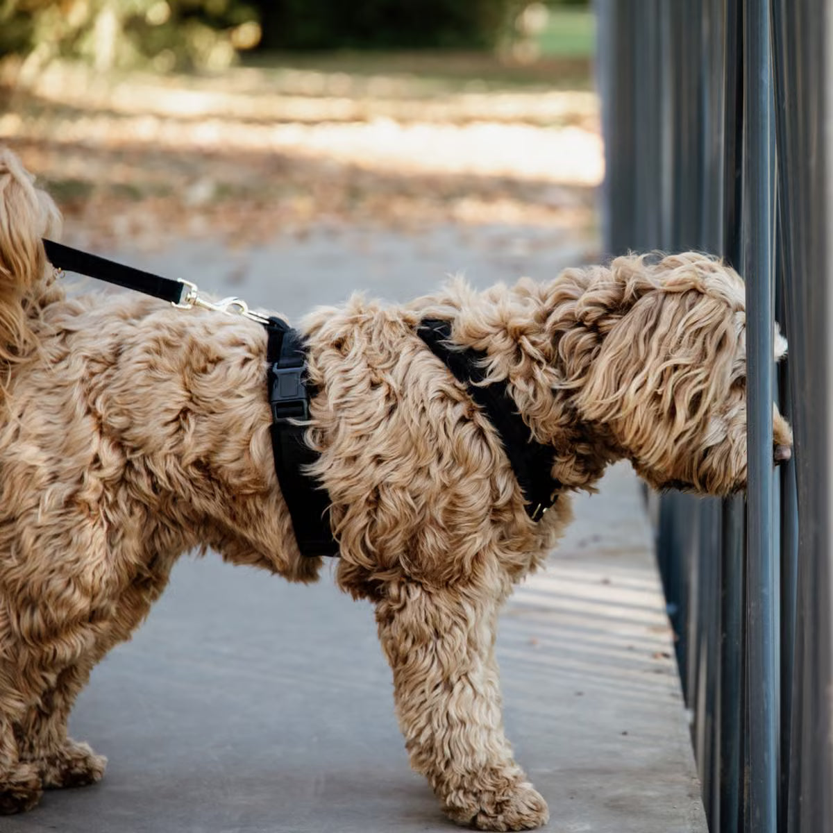 Kentucky Hundesele Active Velvet - Flere Farver
