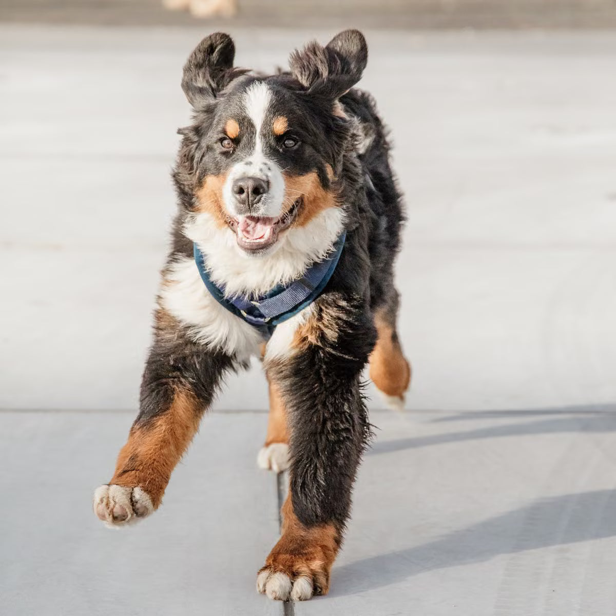 Kentucky Hundesele Active Velvet - Flere Farver