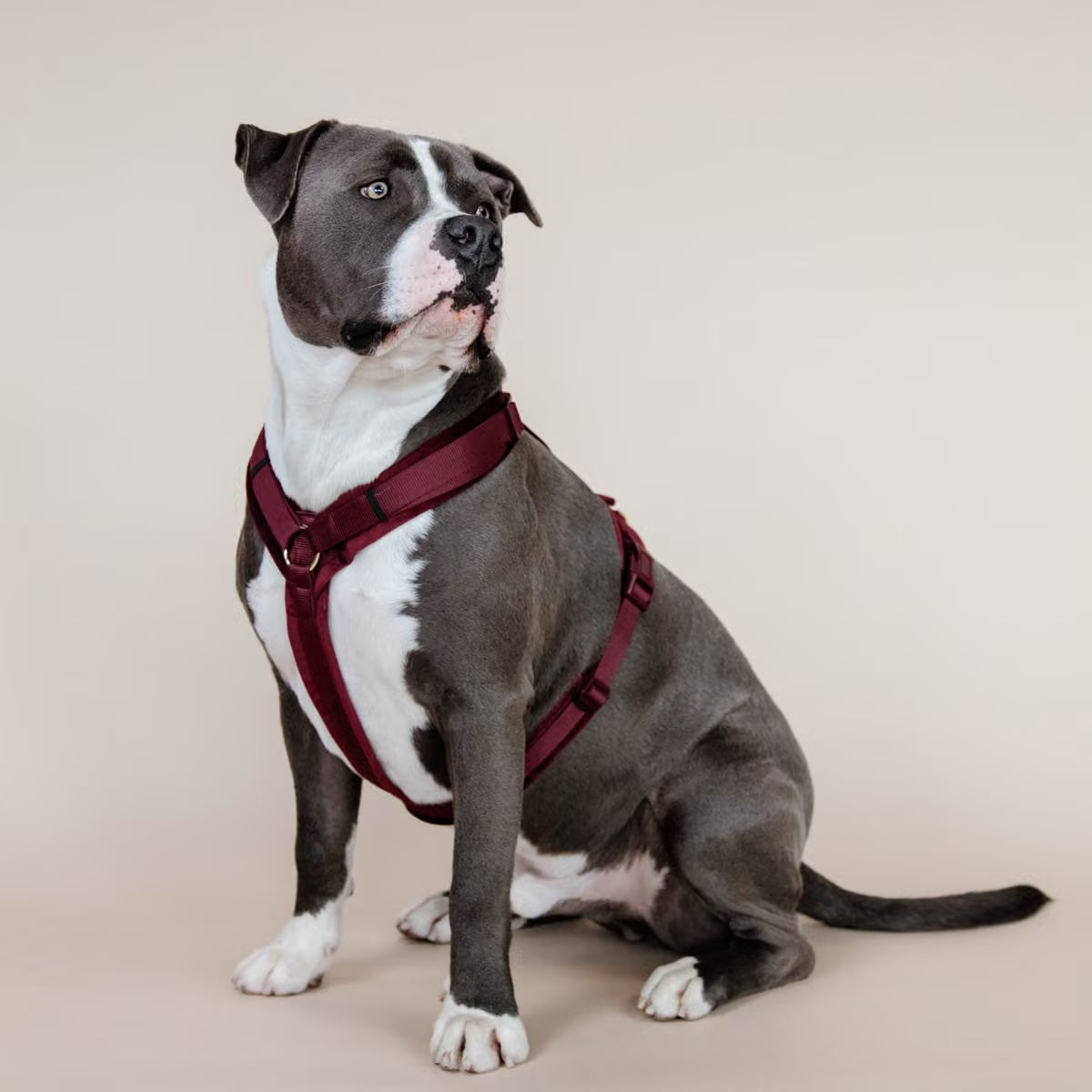 Kentucky Hundesele Active Velvet - Flere Farver