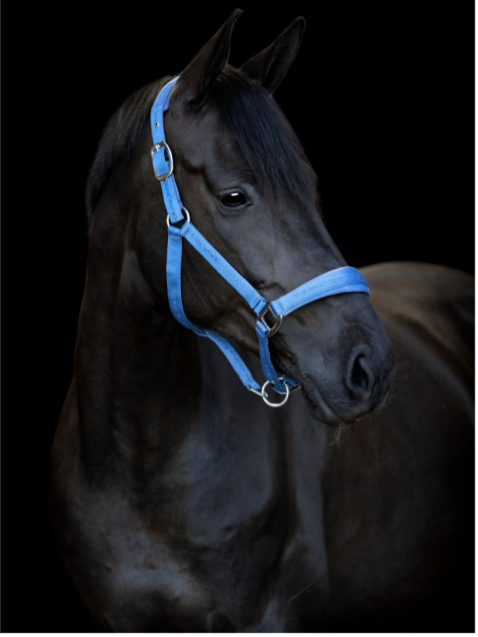 Horse Guard Diya grime 2.0