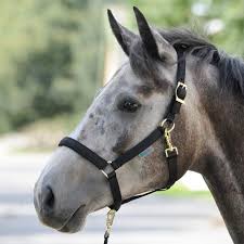 Bucas Dublin Halter