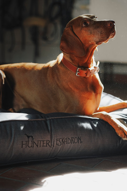 Eskadron Craft Hundehalsbånd i Læder