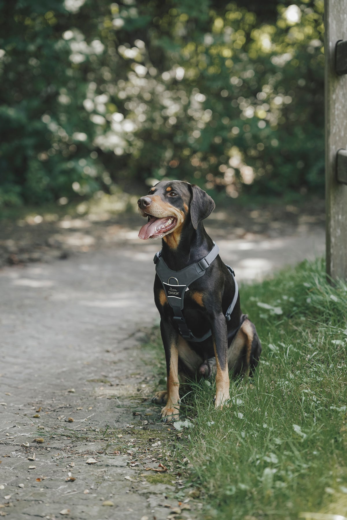 Eskadron Motion Reflect Hundesele