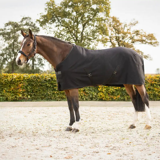QHP Show rug Avenna